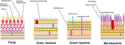 The Role of Fungi in the Etiology of Multiple Sclerosis